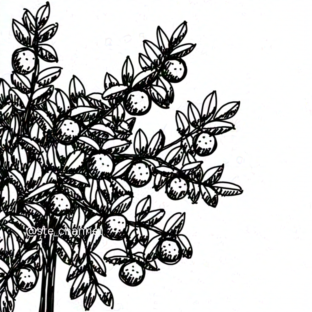 Eink Orange Tree
